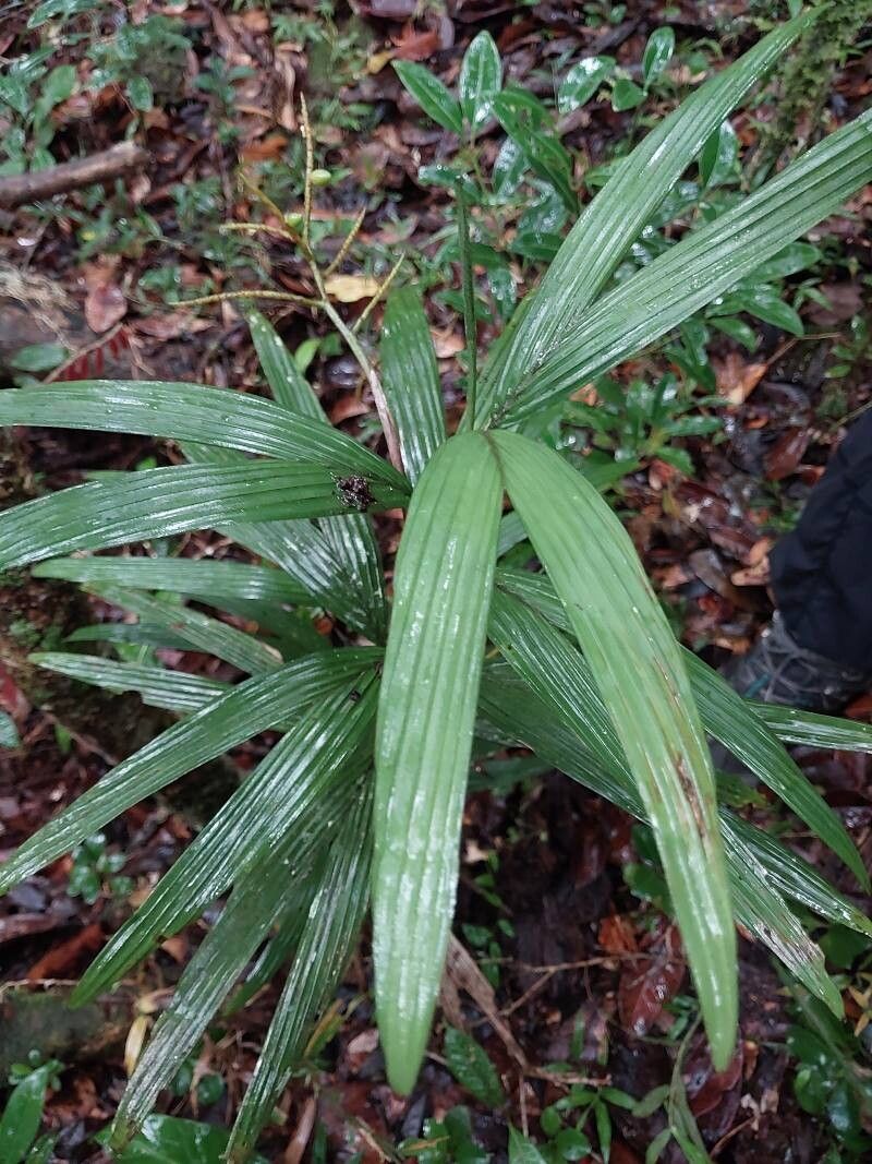 Dypsis concinna habit
