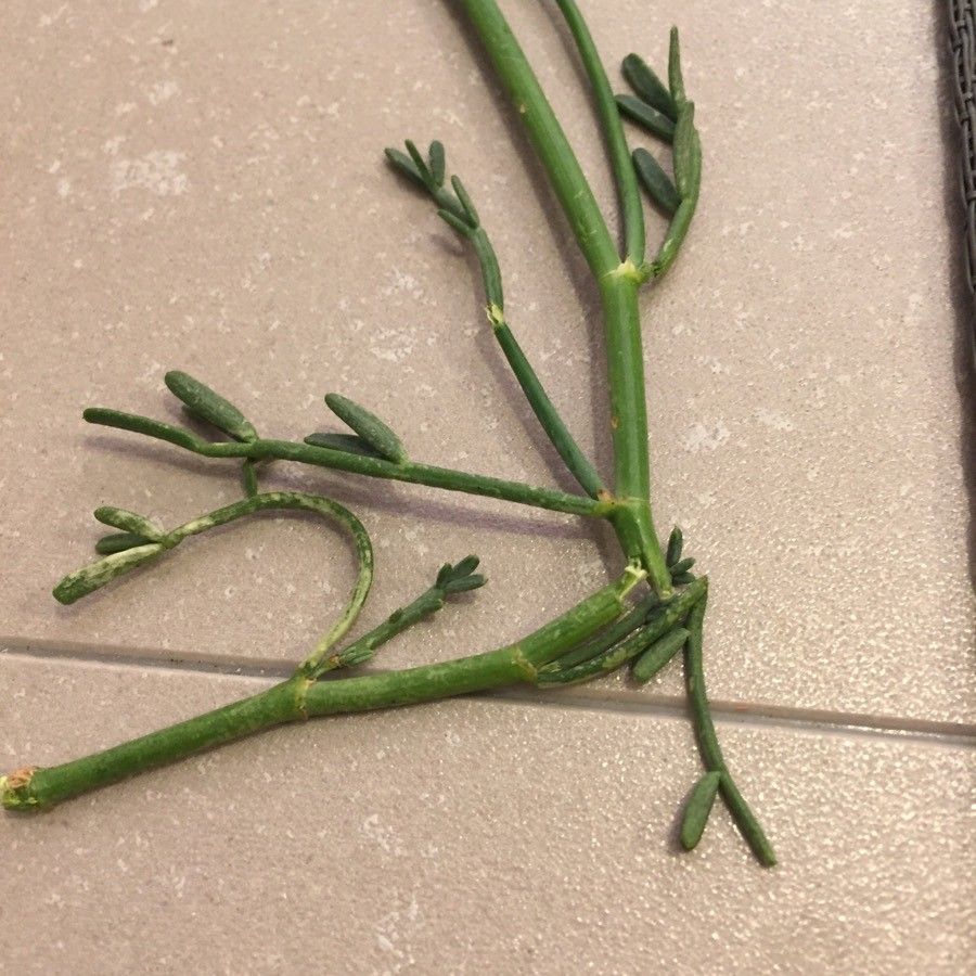 Coronilla juncea leaf