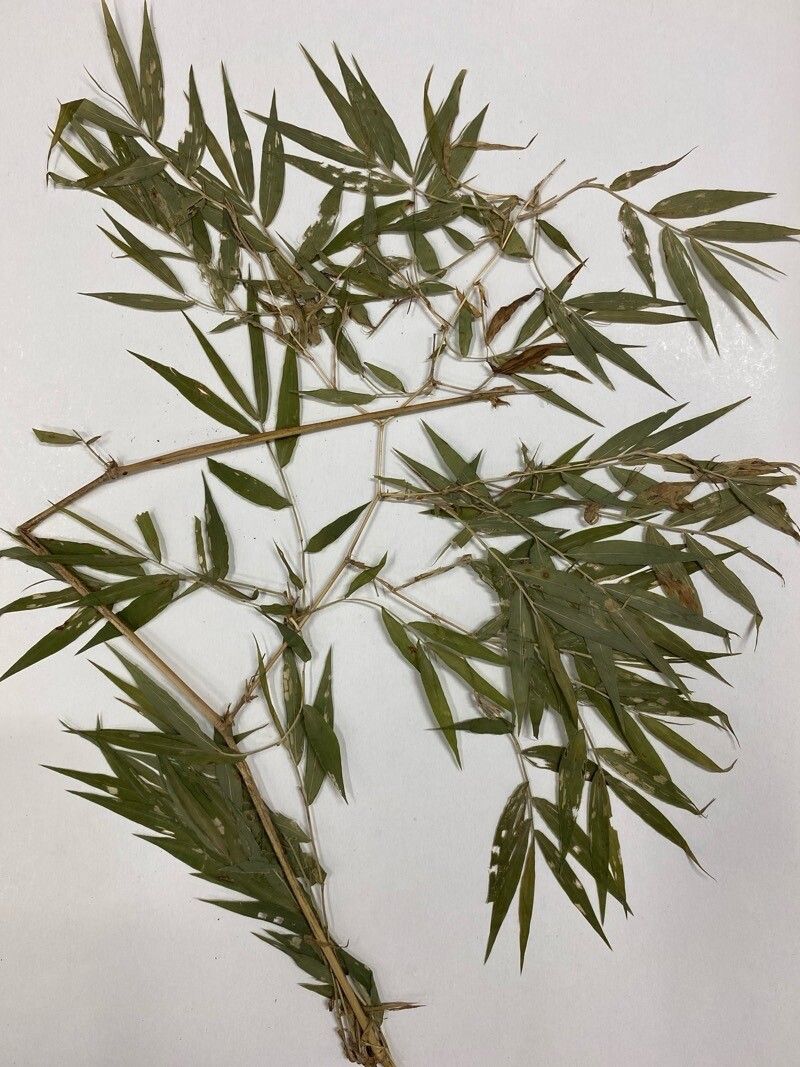 Lasiacis nigra — related species from the same genus