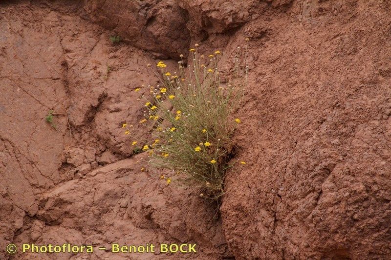 Cladanthus scariosus habit