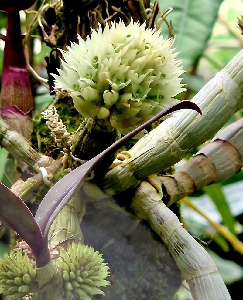 Dendrobium capituliflorum — houseplant care guide