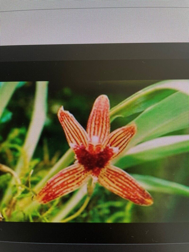 Cedrela odorata flower