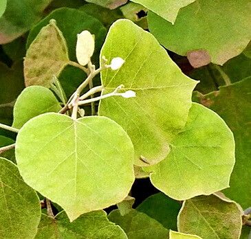 Morisonia tweedieana — houseplant care guide