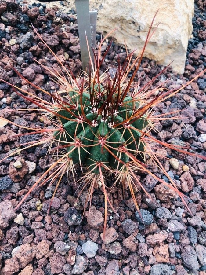 Melocactus levitestatus — houseplant care guide