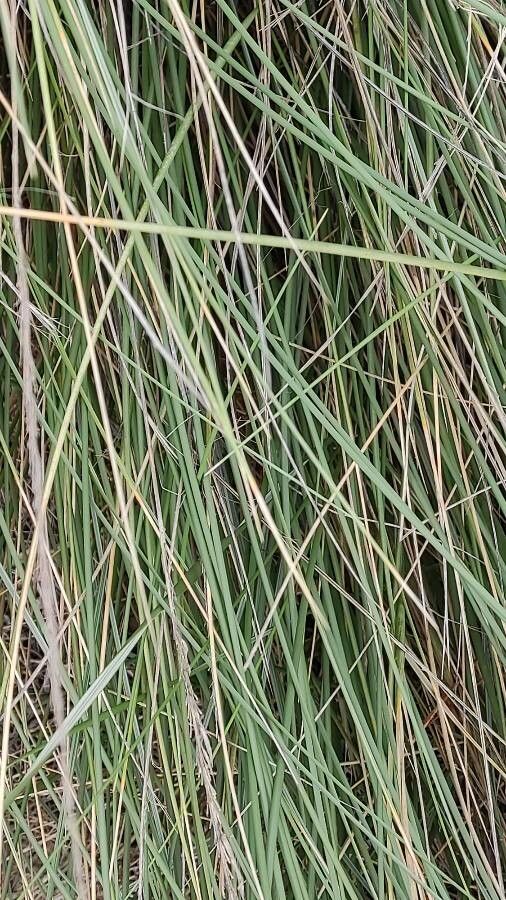 Elymus farctus leaf