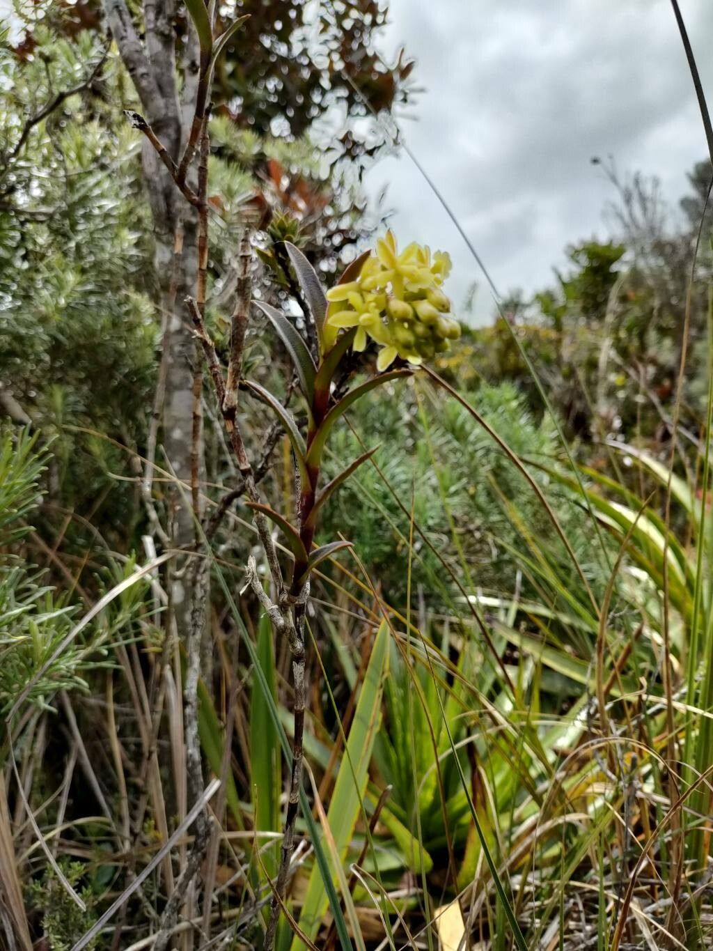 Epidendrum zipaquiranum habit