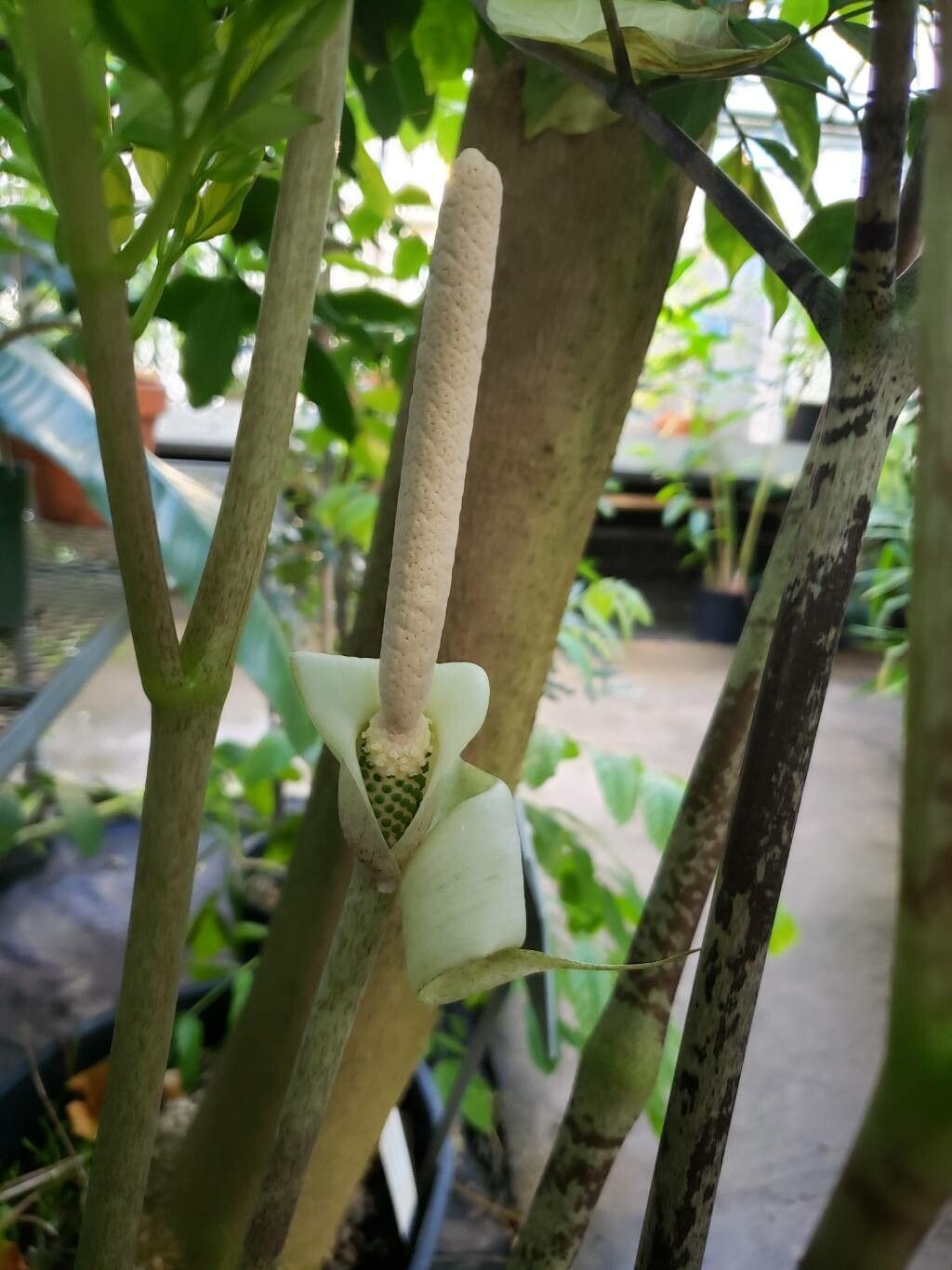 Gonatopus boivinii flower