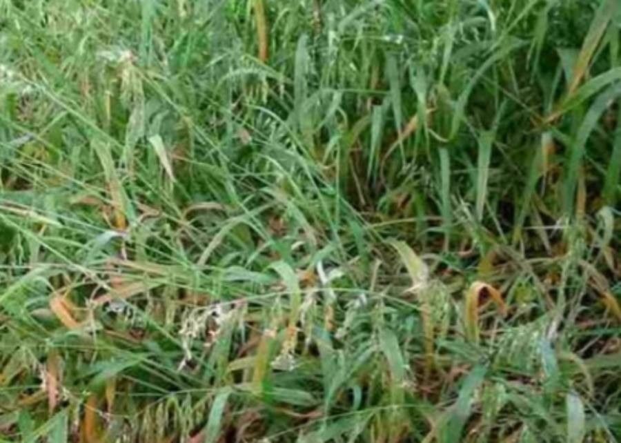 Ehrharta longiflora flower