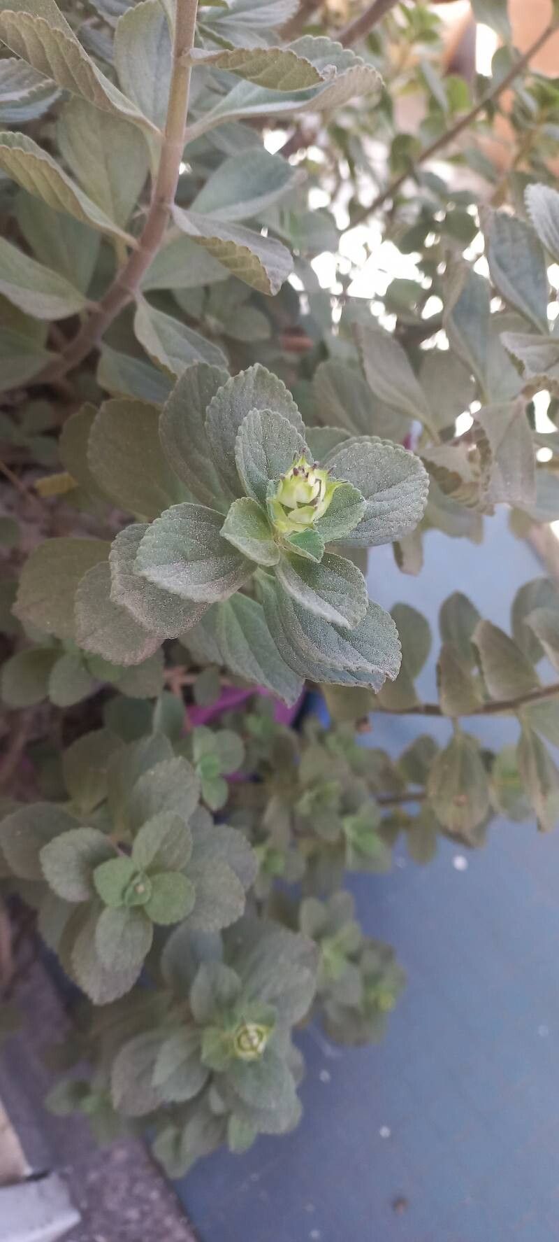 Coleus comosus flower