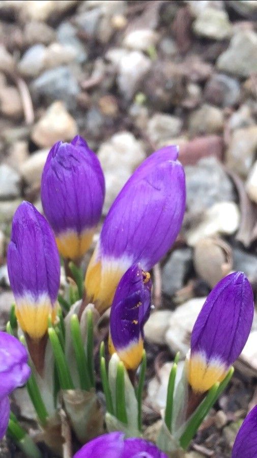 Crocus sieberi — search result for 'Crocus'