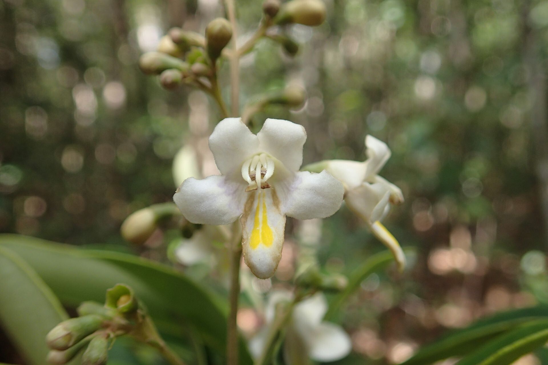 Gmelina evoluta flower