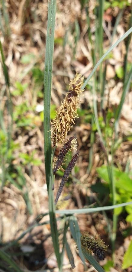 Carex trinervis — houseplant care guide