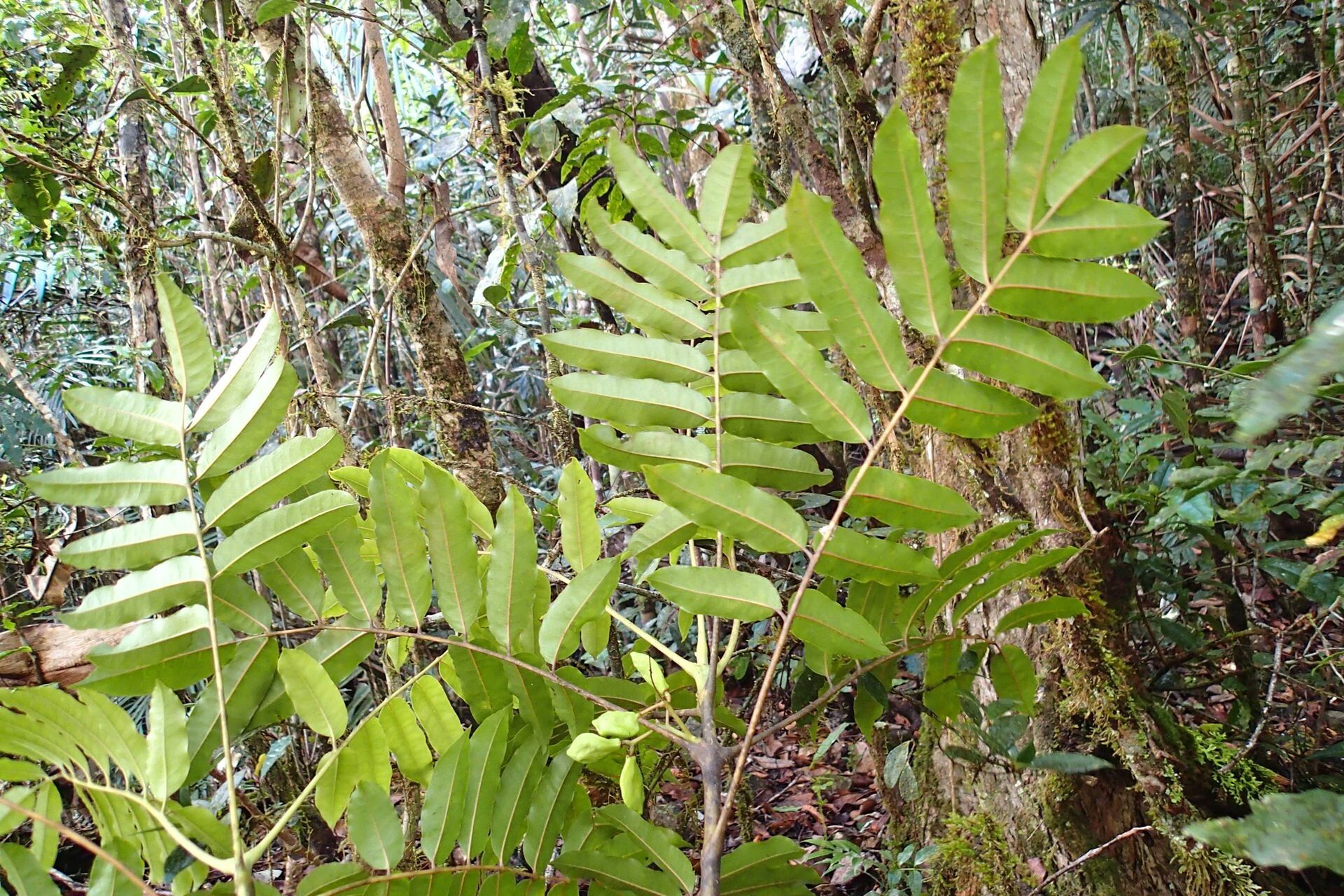 Hooglandia ignambiensis leaf