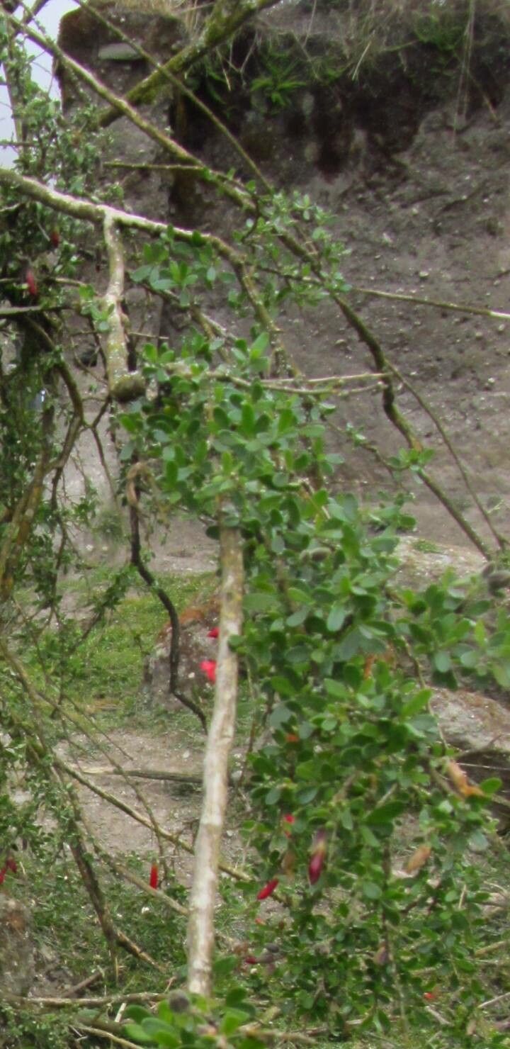 Cantua buxifolia — search result for 'Heliconia'