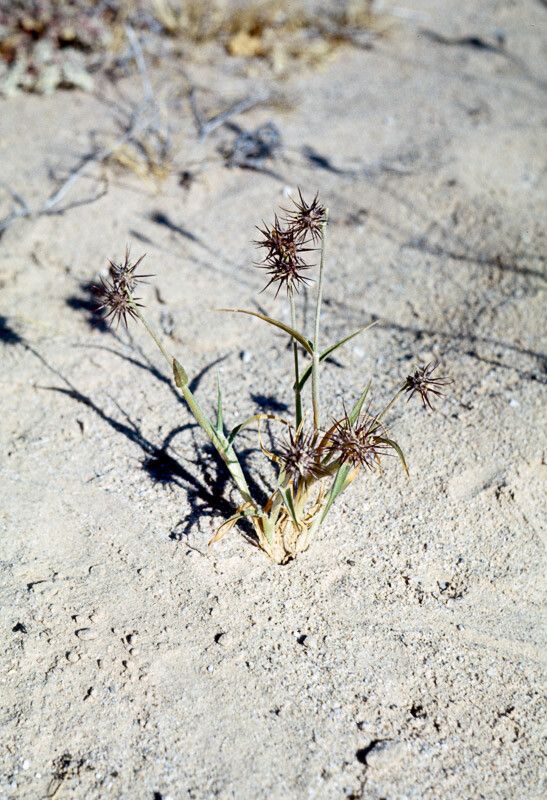 Cenchrus palmeri — houseplant care guide