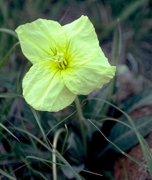 Oenothera brachycarpa flower