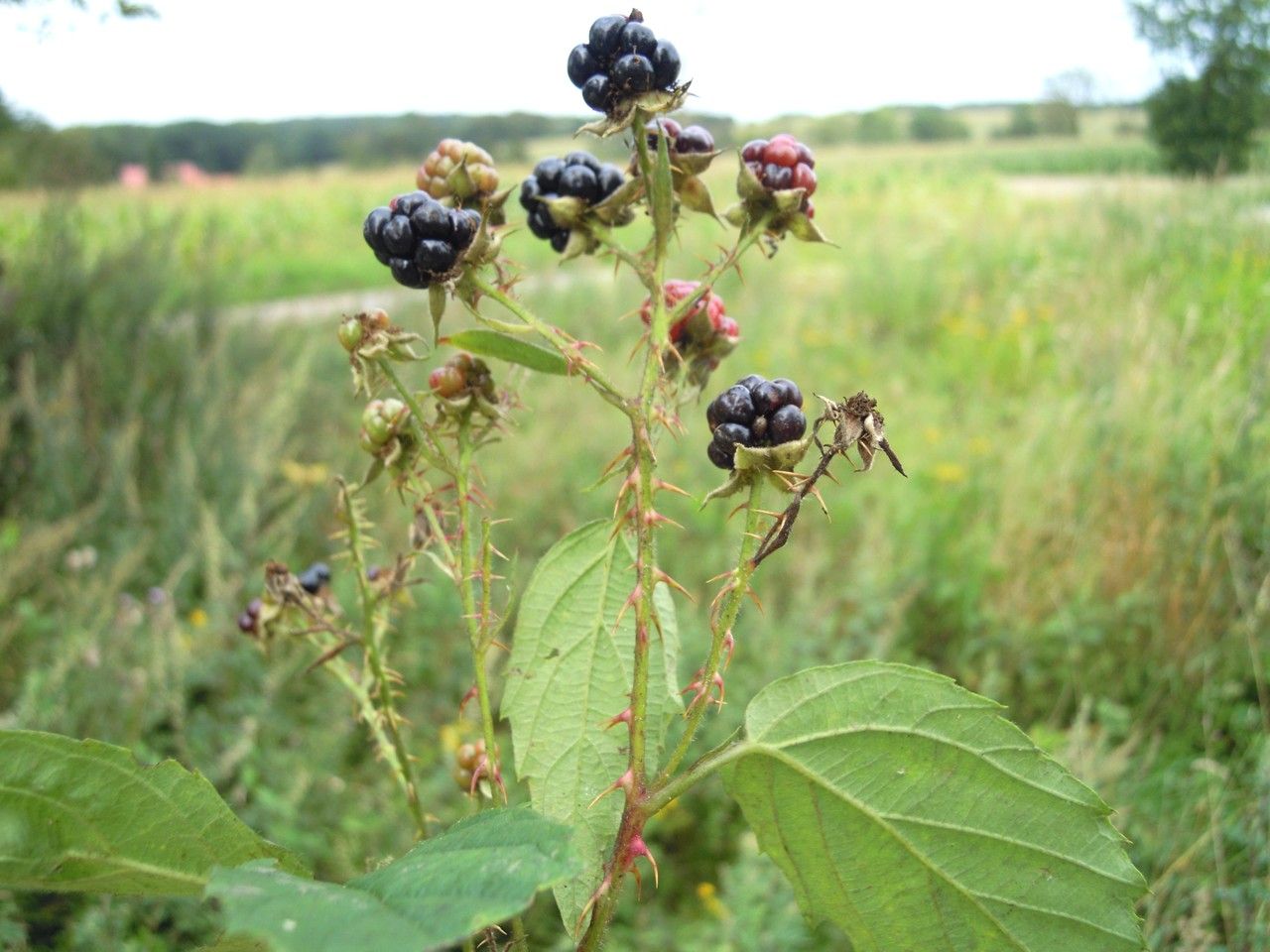 Rubus senticosus fruit