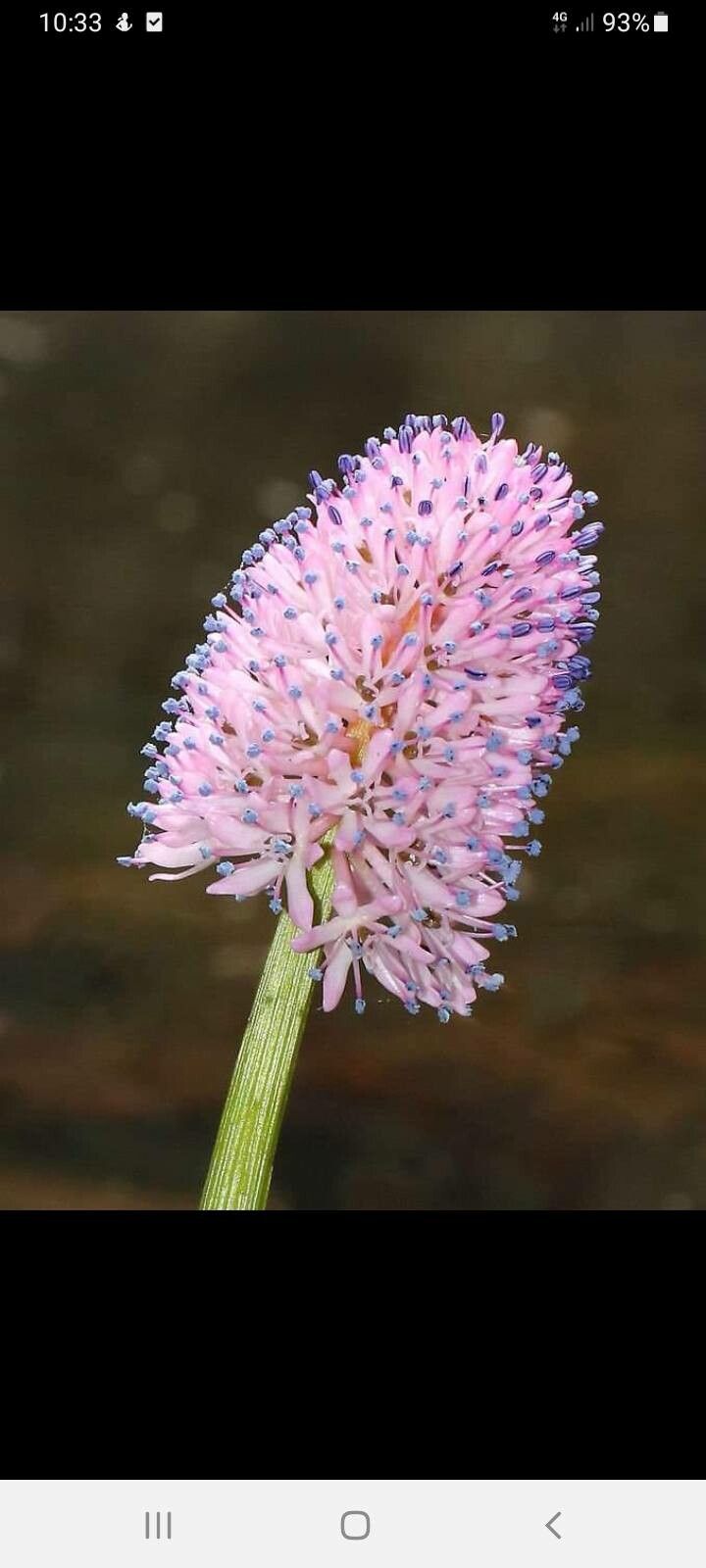 Helonias bullata flower