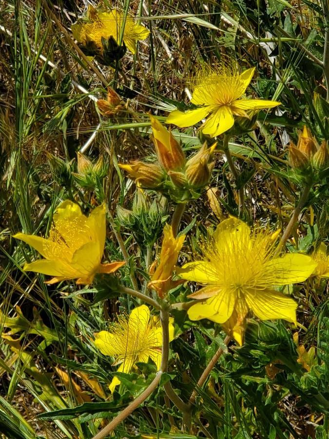 Mentzelia crocea flower