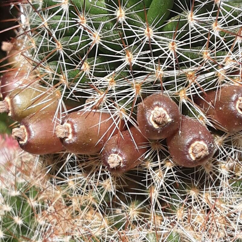 Mammillaria barbata fruit