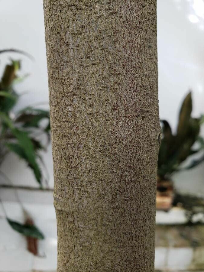 Dacrydium elatum bark