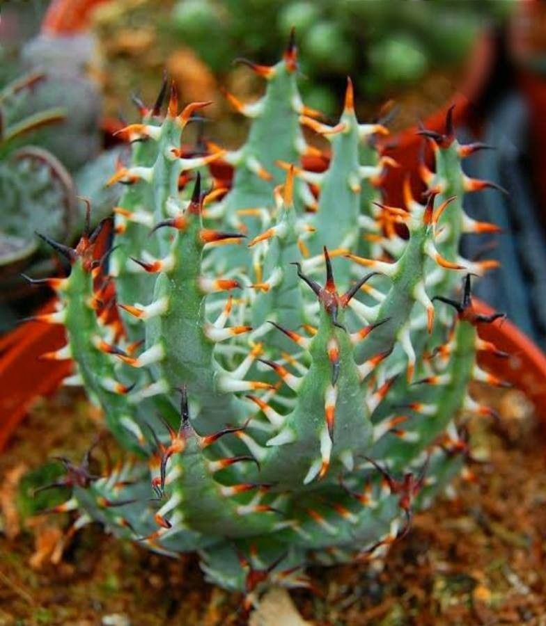 Aloe erinacea — search result for 'Namibia'