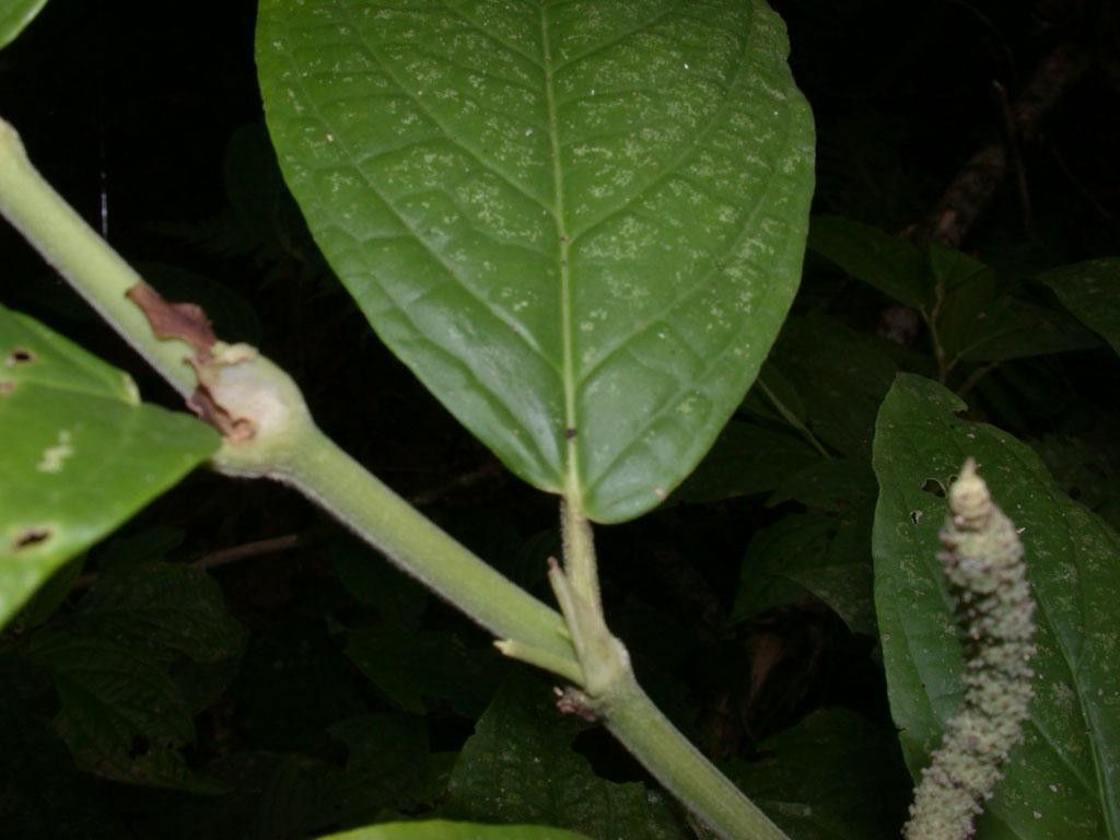 Piper zhorquinense leaf