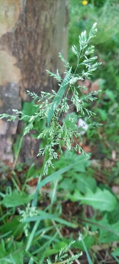 Poa trivialis flower
