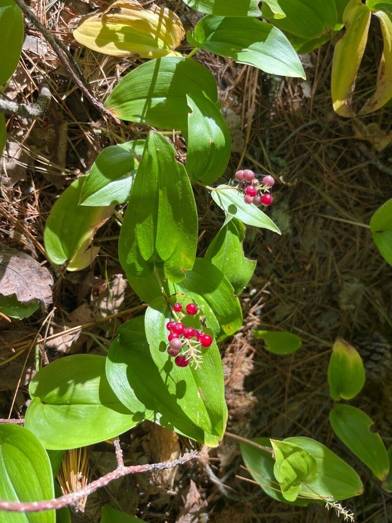 Maianthemum canadense fruit