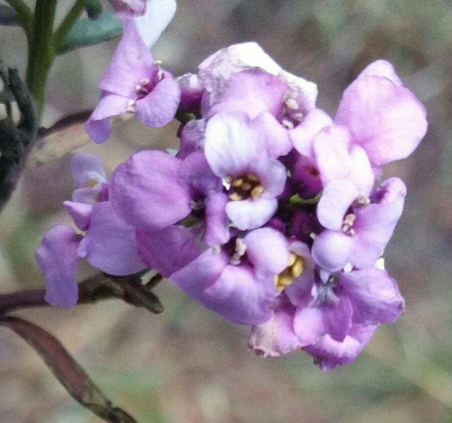 Iberis intermedia flower