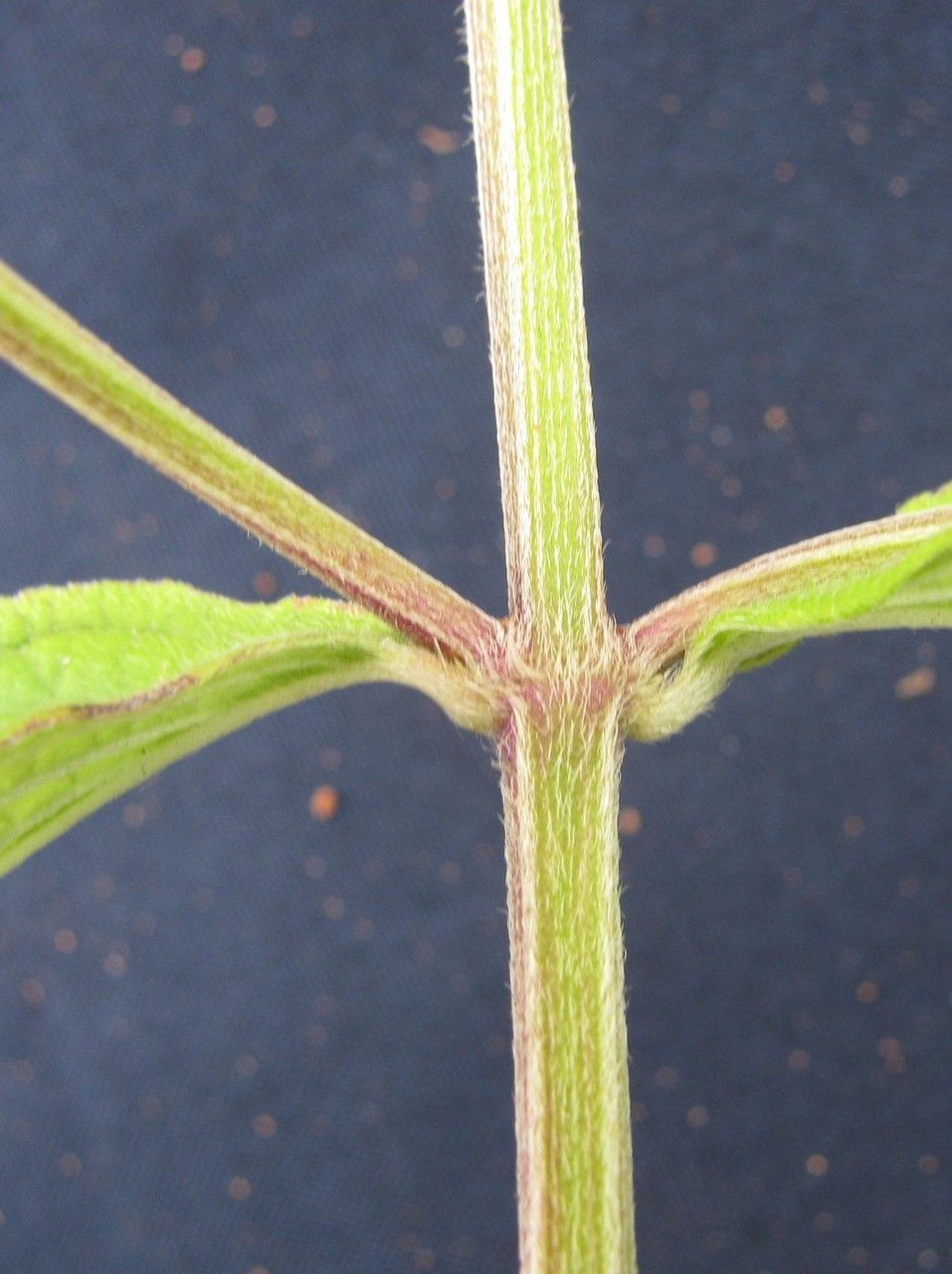 Hyptis lantanifolia bark