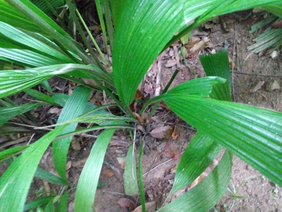 Molineria capitulata bark