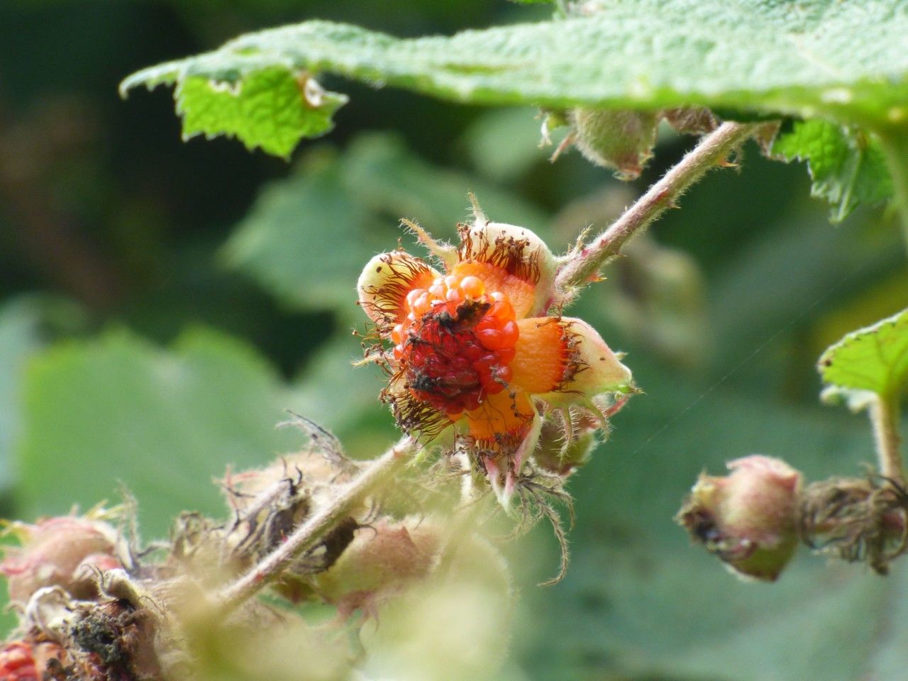 Rubus alceifolius fruit