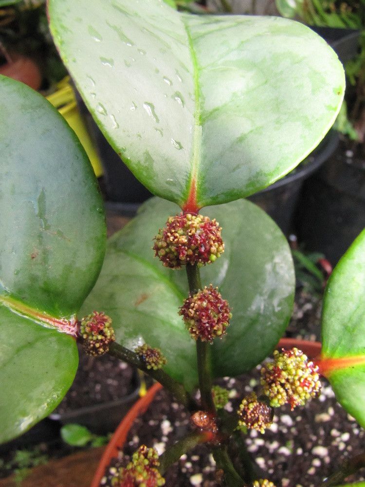 Phyllanthus macrochorion fruit