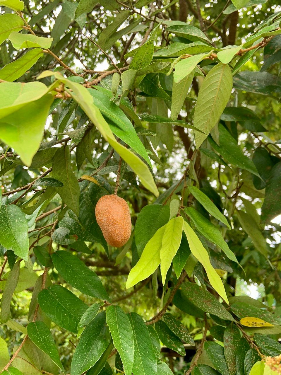 Parinari insularum — houseplant care guide