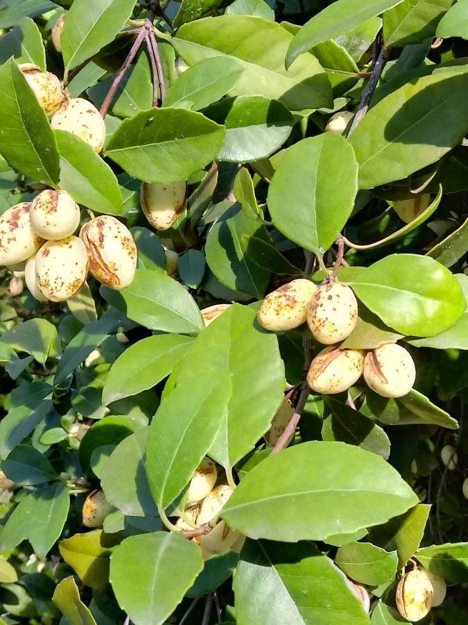 Cassine papillosa leaf