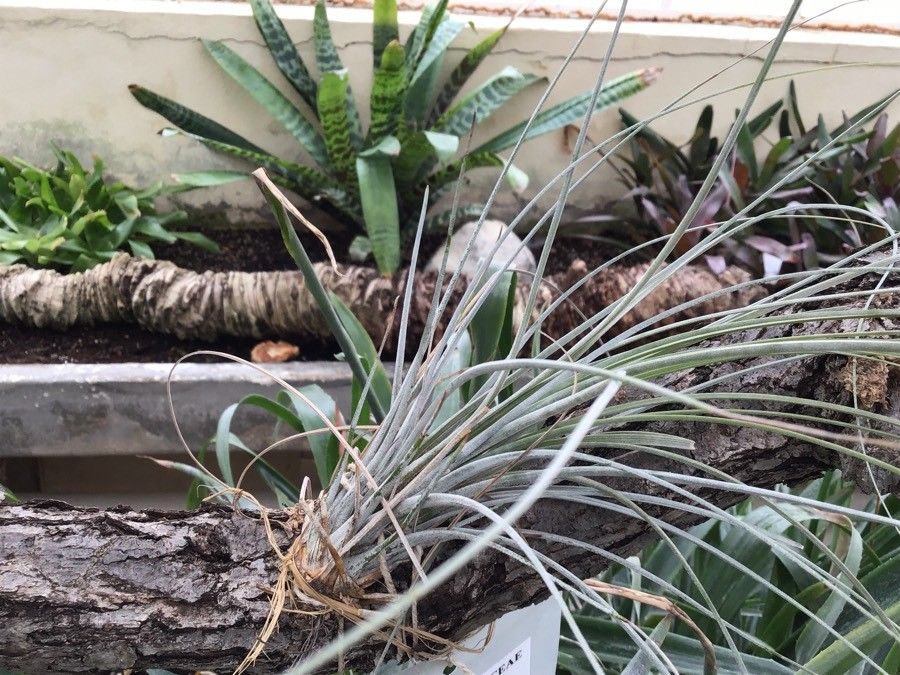 Tillandsia juncea