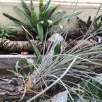 Tillandsia juncea