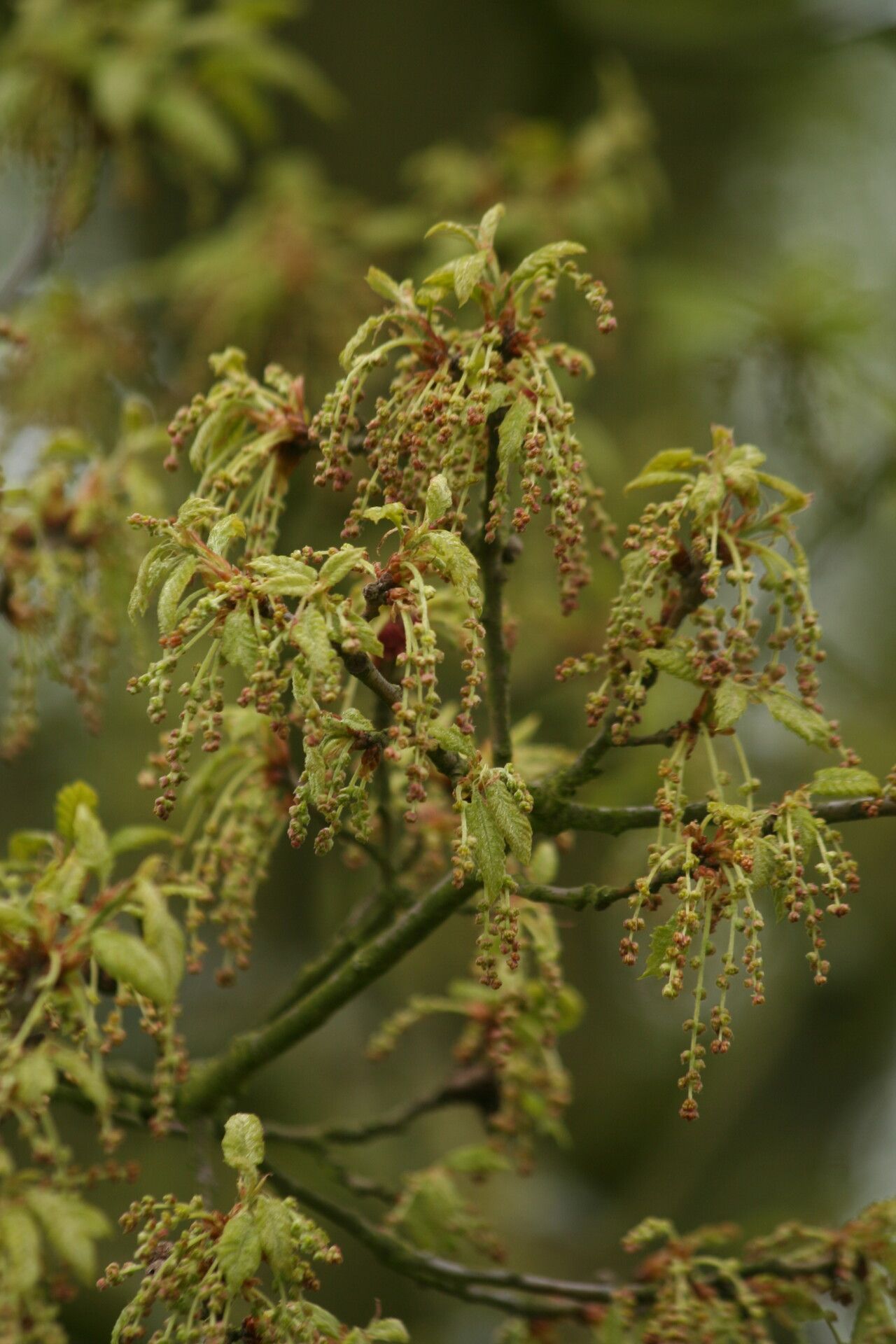 Quercus afares flower