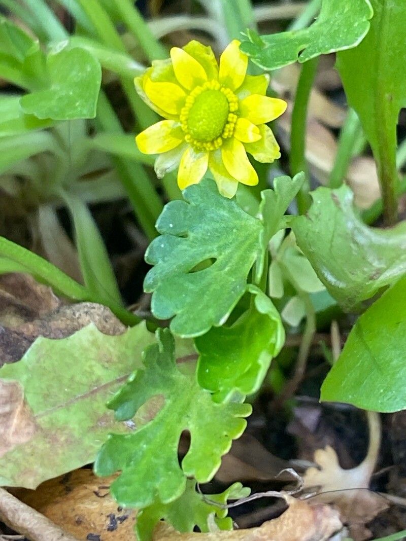 Halerpestes exilis — related species from the same genus