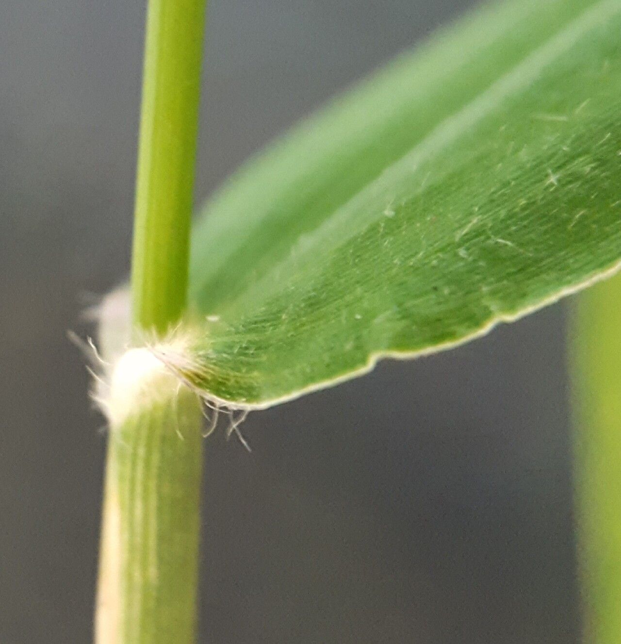 Urochloa glumaris leaf