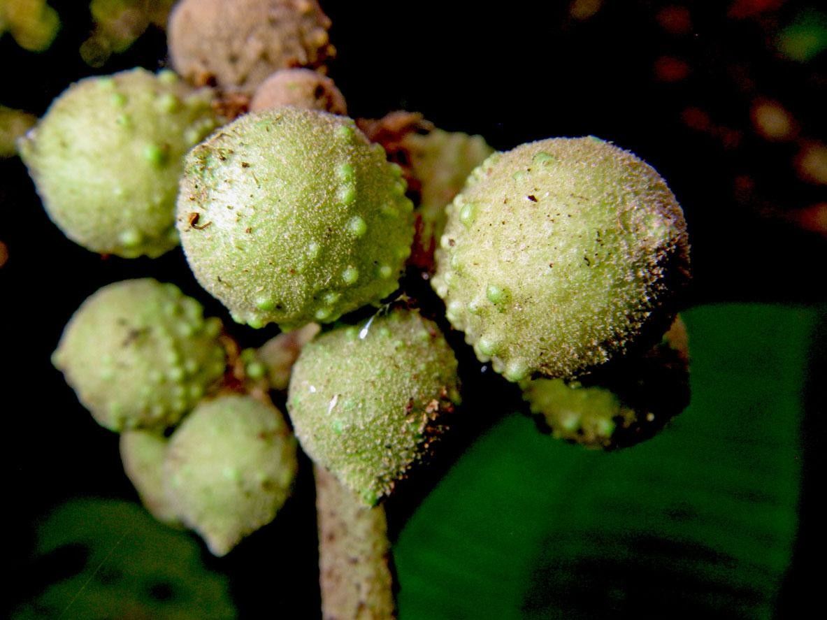 Miconia conosetifera fruit