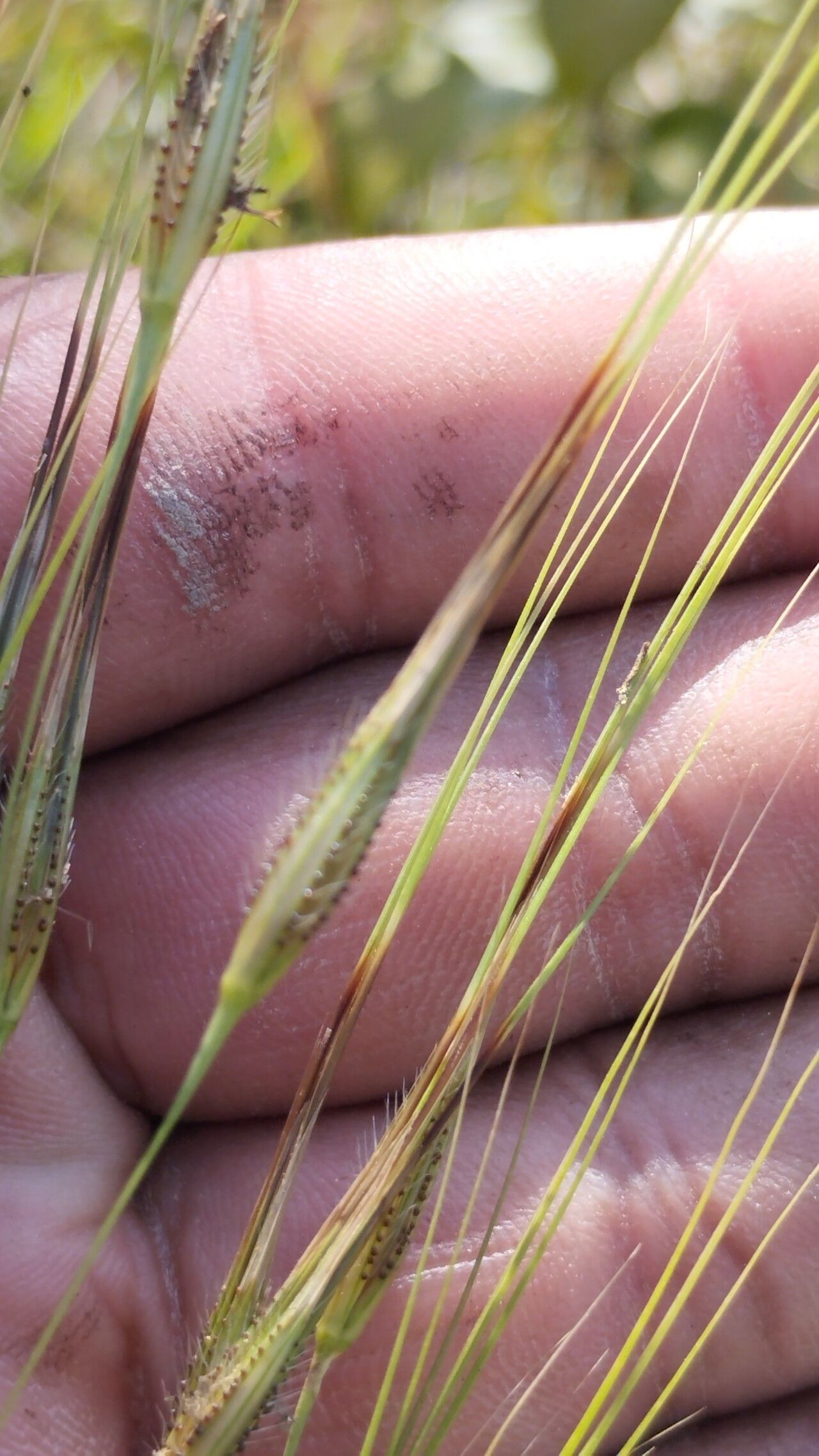 Hyparrhenia rufa fruit