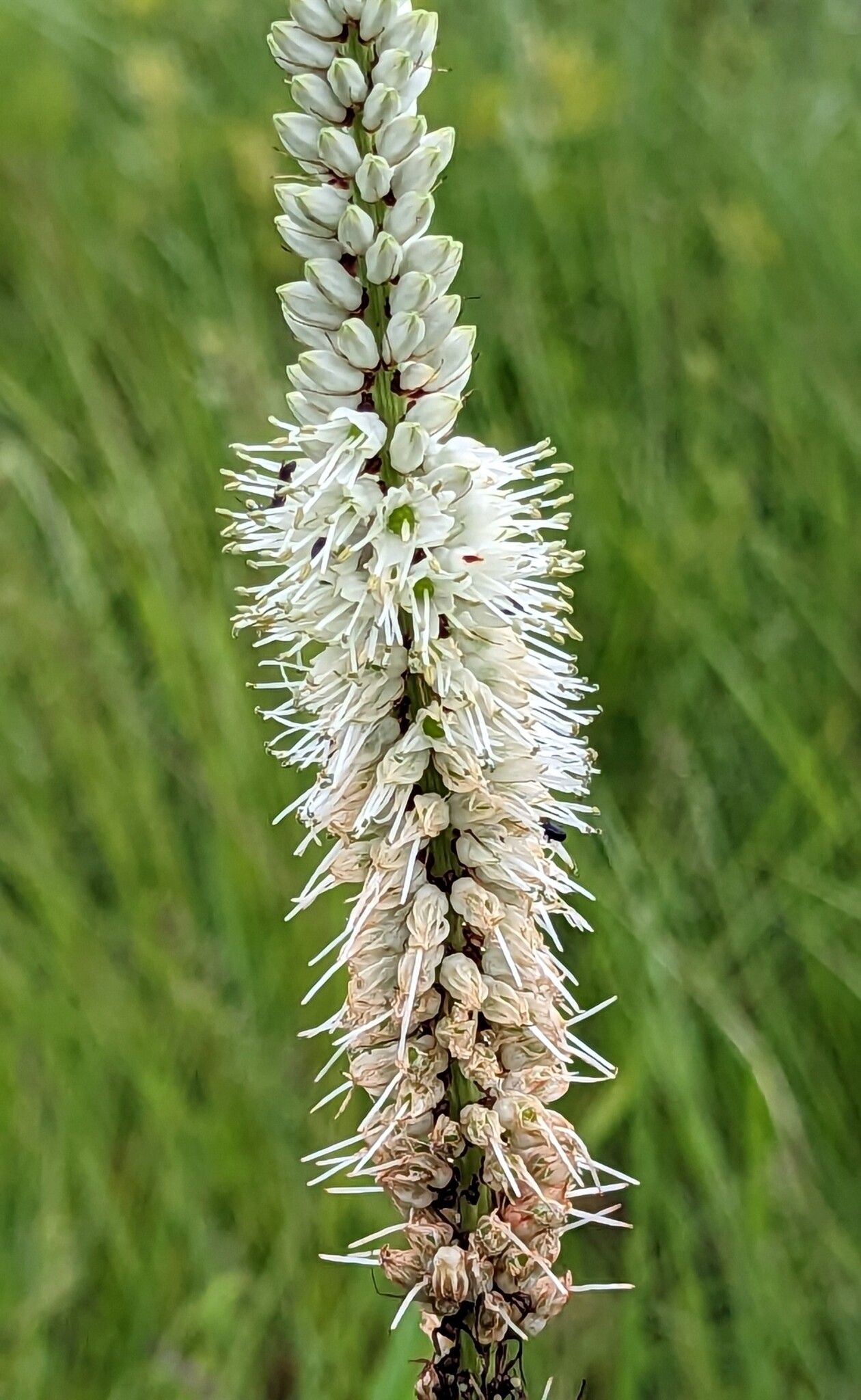 Chlorophytum colubrinum flower