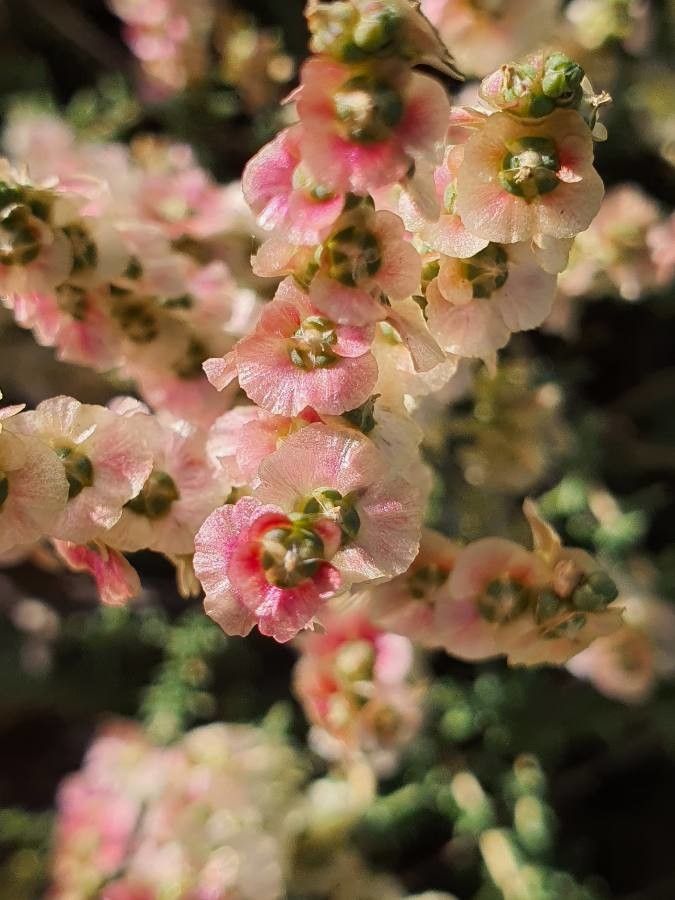 Salsola oppositifolia flower