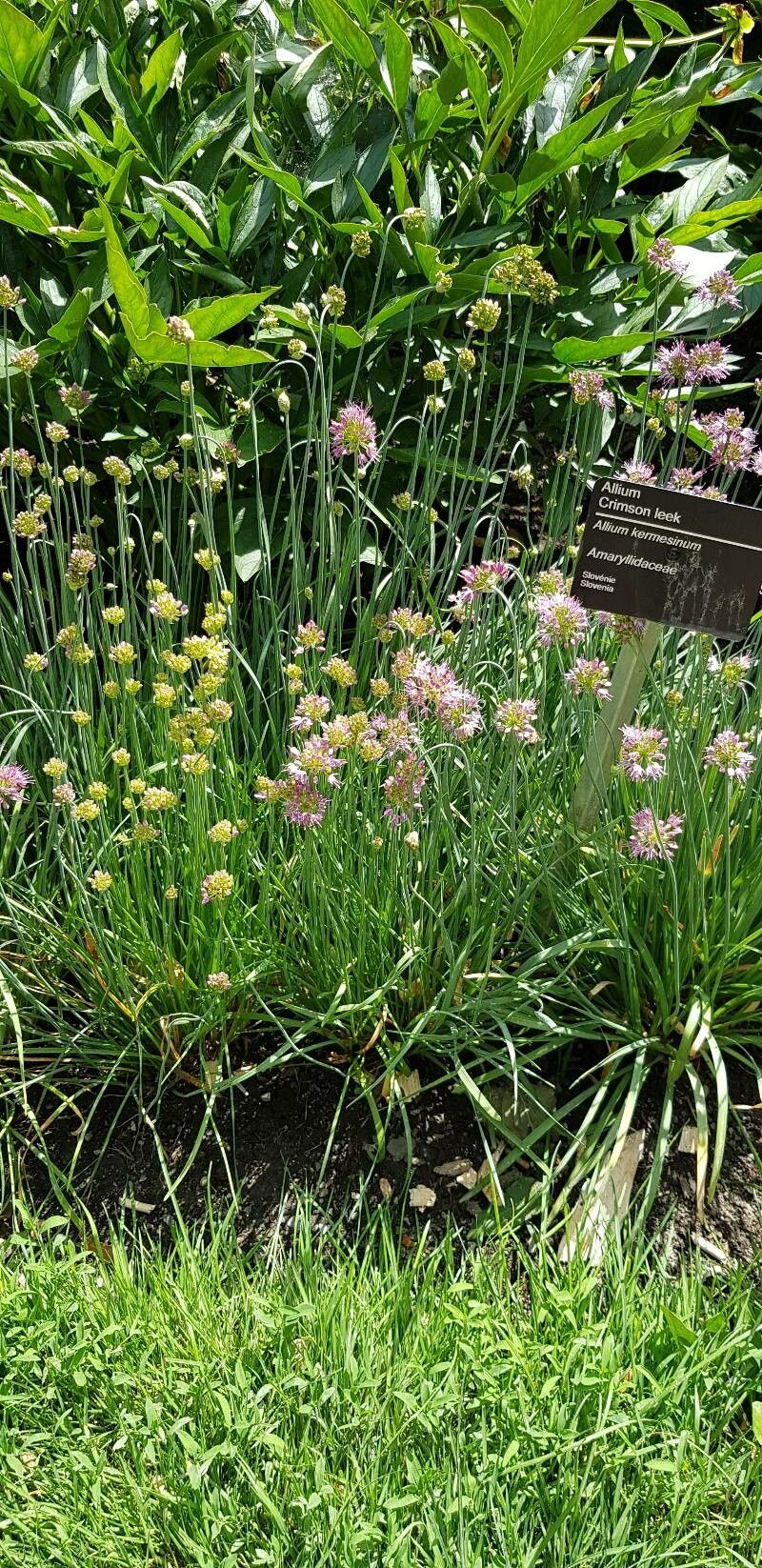 Allium kermesinum habit