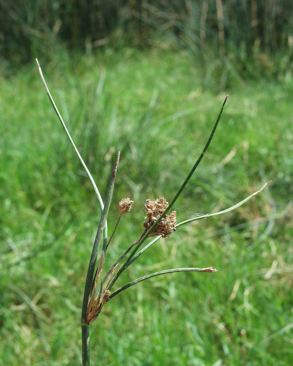 Schoenoplectus corymbosus — related species from the same genus
