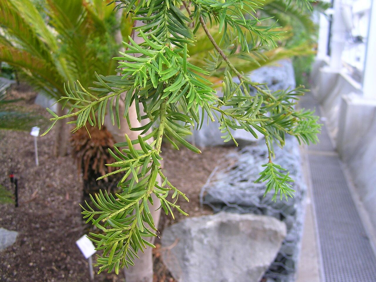 Prumnopitys taxifolia leaf