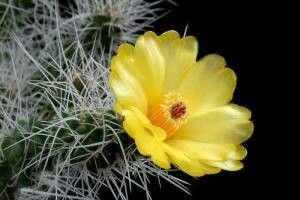 Tephrocactus weberi flower