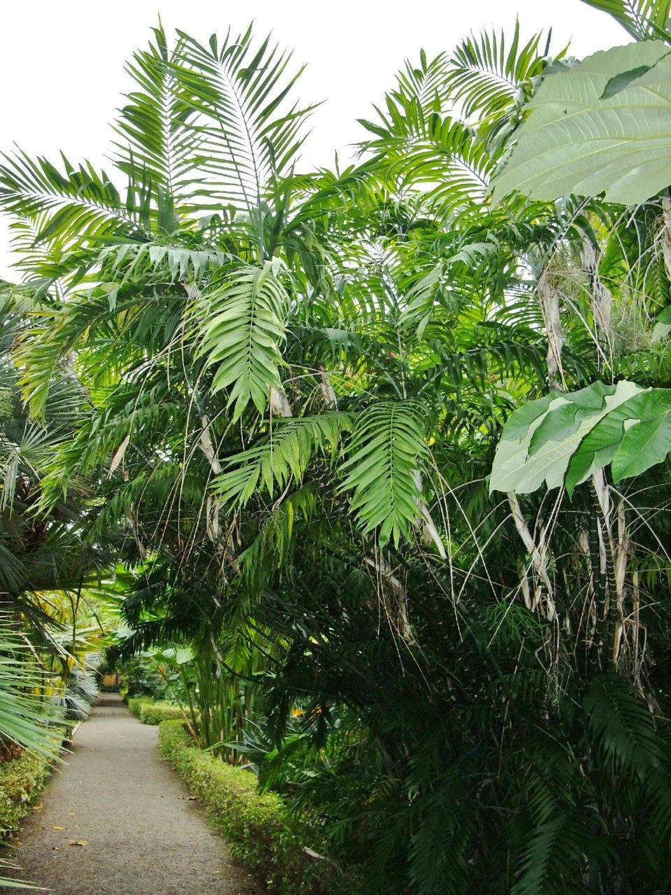 Chamaedorea pochutlensis habit